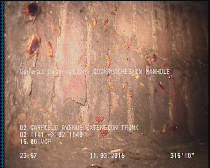 General Observation - COCKROACHES IN MANHOLE