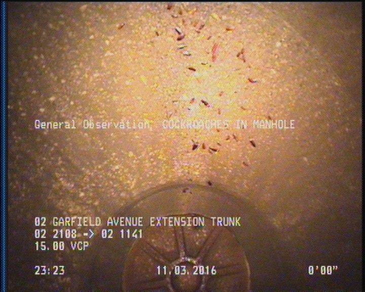 General Observation - COCKROACHES IN MANHOLE