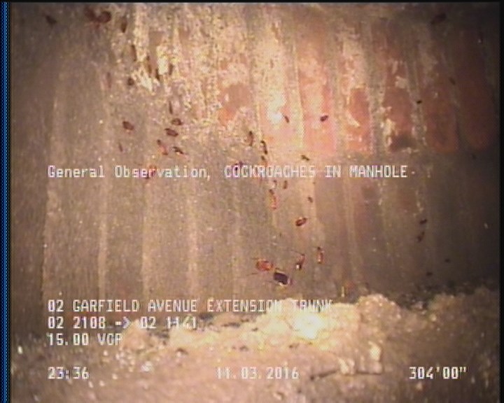 General Observation - COCKROACHES IN MANHOLE