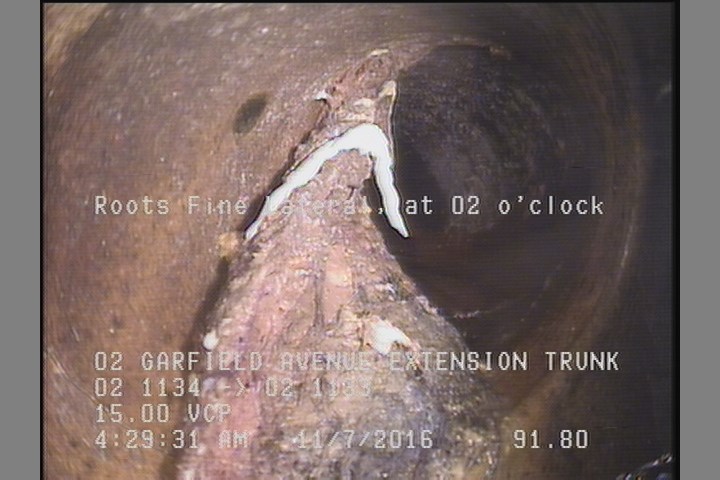 Roots Fine Lateral, at 02 o'clock