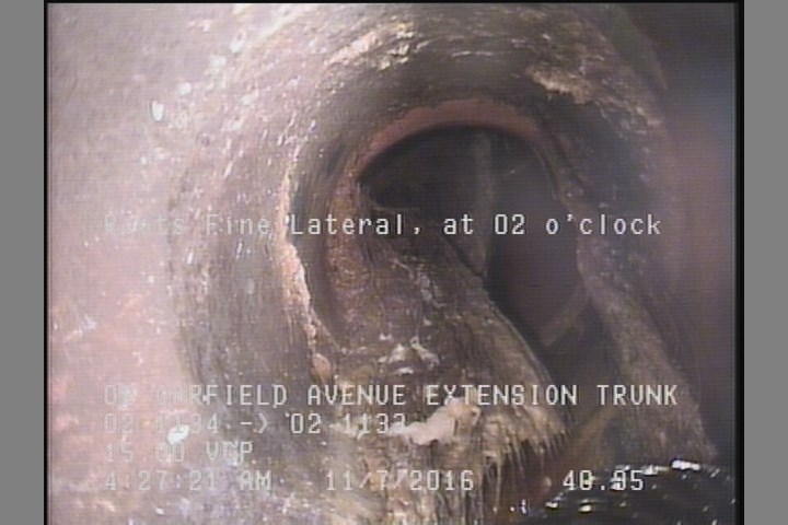 Roots Fine Lateral, at 02 o'clock