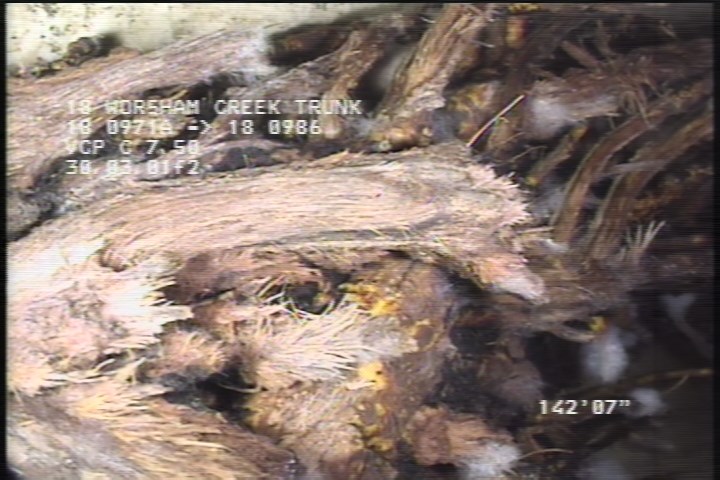 General Photograph - 20% ROOTS