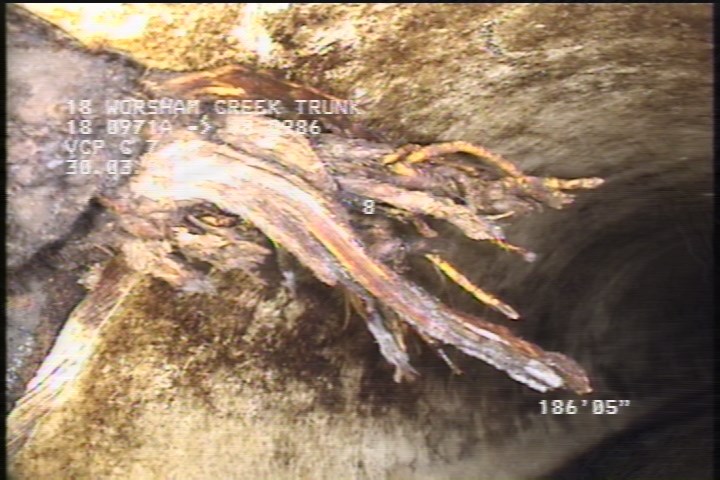 Roots Medium Lateral, at 10 o'clock, 5 %, within 8 inches of joint: NO
