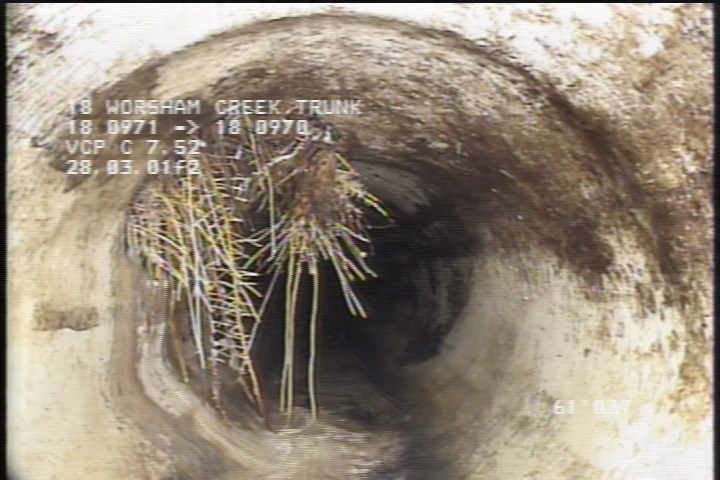 Roots Medium Lateral, from 09 to 12 o'clock, 25 %, within 8 inches of joint: NO