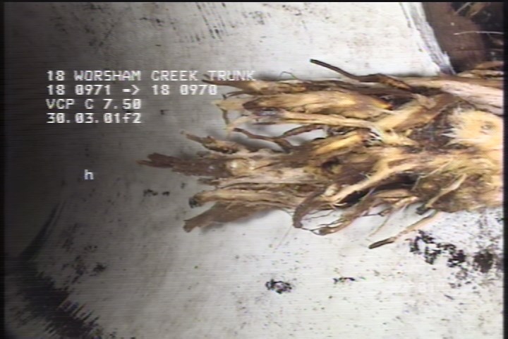 Roots Medium Lateral, at 10 o'clock, 5 %, within 8 inches of joint: NO