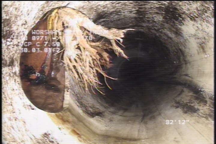 Roots Medium Barrell, at 10 o'clock, 15 %, within 8 inches of joint: NO