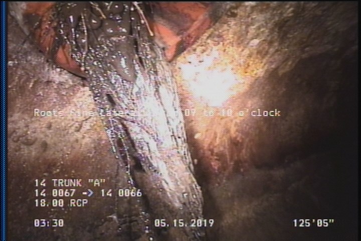 Roots Fine Lateral, from 09 to 10 o'clock, 1% of cross section