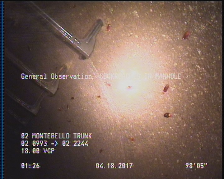 General Observation - COCKROACHES IN MANHOLE