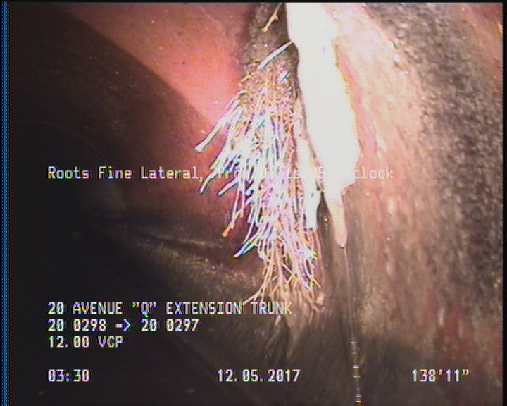 Roots Fine Lateral, from 01 to 05 o'clock