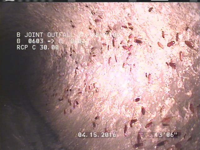 General Observation - PIPE HAS THOUSANDS OF ROACHES