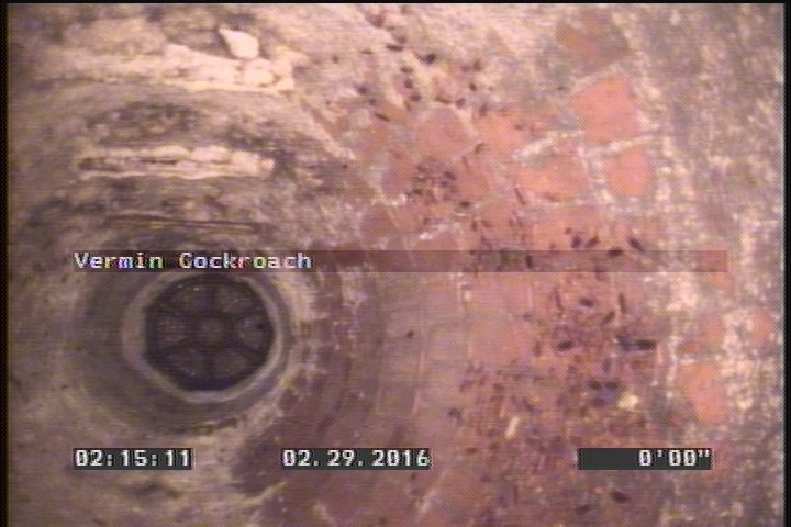 Vermin Cockroach