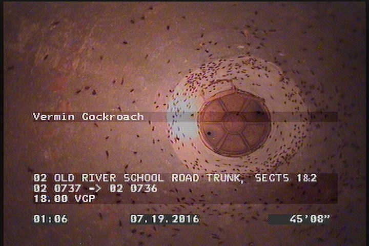 Vermin Cockroach