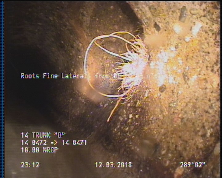 Roots Fine Lateral, from 01 to 03 o'clock