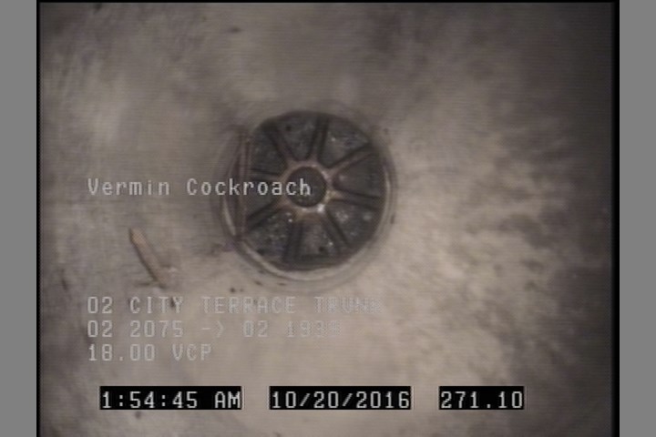 Vermin Cockroach