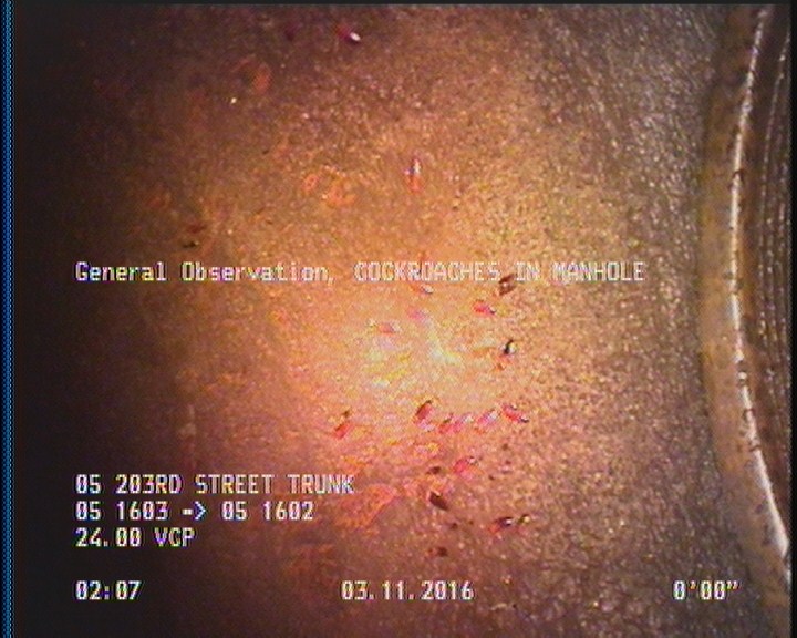 General Observation - COCKROACHES IN MANHOLE