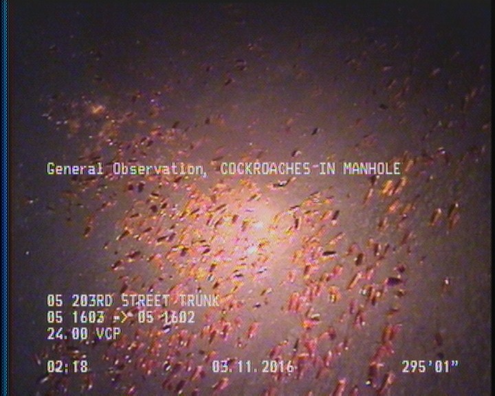 General Observation - COCKROACHES IN MANHOLE