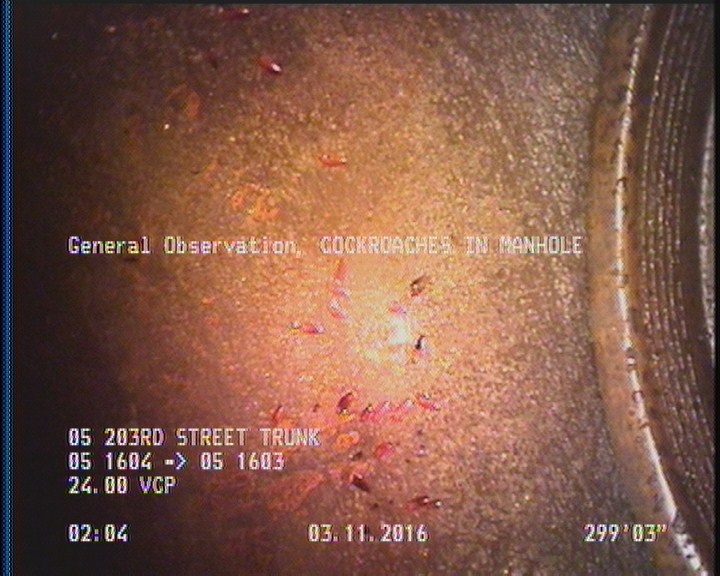 General Observation - COCKROACHES IN MANHOLE