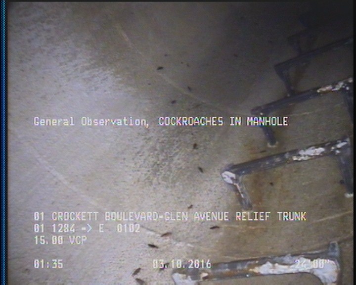 General Observation - COCKROACHES IN MANHOLE