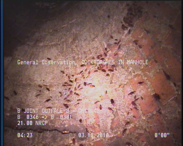 General Observation - COCKROACHES IN MANHOLE