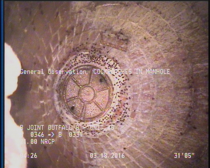 General Observation - COCKROACHES IN MANHOLE