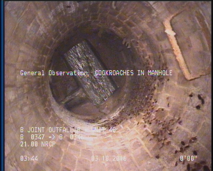 General Observation - COCKROACHES IN MANHOLE