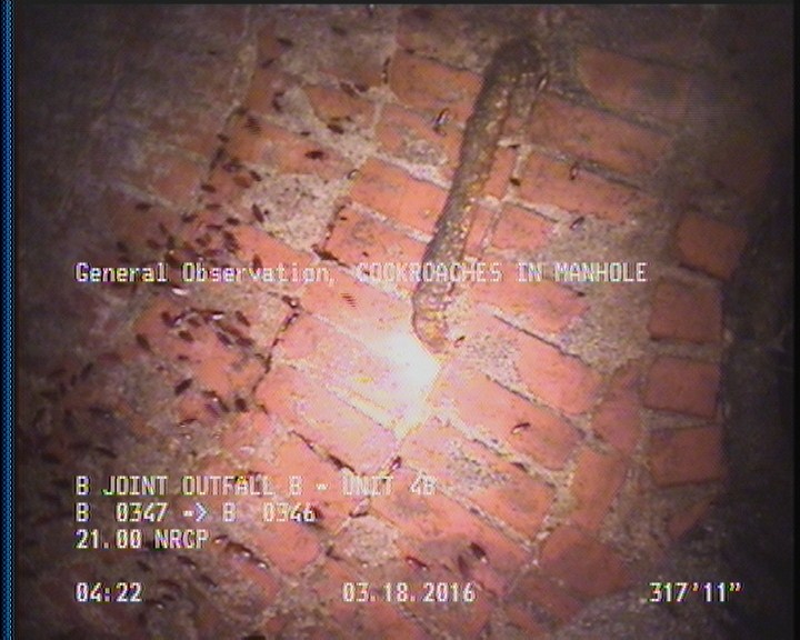 General Observation - COCKROACHES IN MANHOLE
