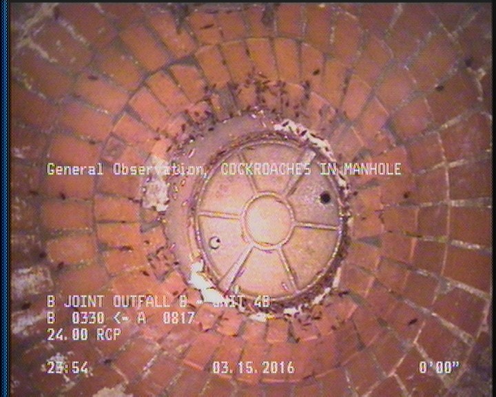 General Observation - COCKROACHES IN MANHOLE