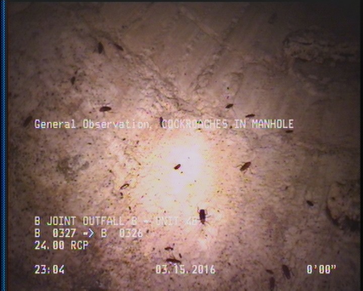General Observation - COCKROACHES IN MANHOLE