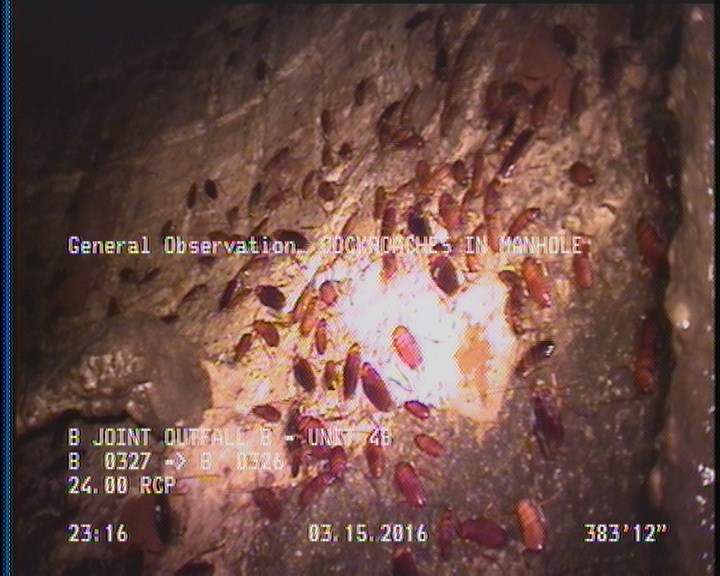 General Observation - COCKROACHES IN MANHOLE