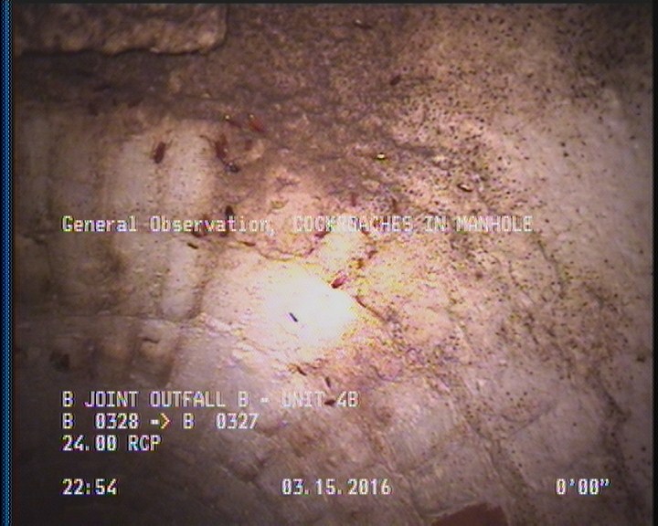 General Observation - COCKROACHES IN MANHOLE