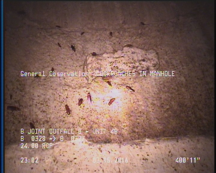 General Observation - COCKROACHES IN MANHOLE