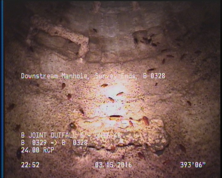 General Observation - COCKROACHES IN MANHOLE