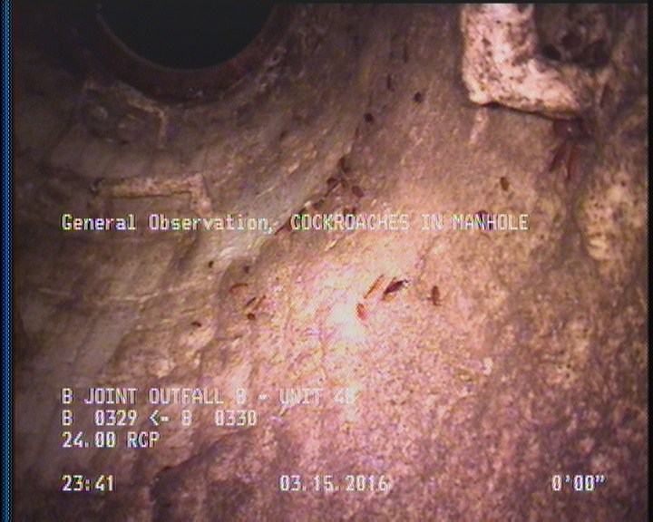 General Observation - COCKROACHES IN MANHOLE