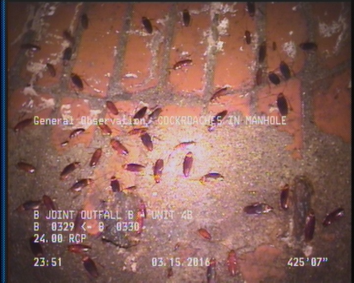General Observation - COCKROACHES IN MANHOLE