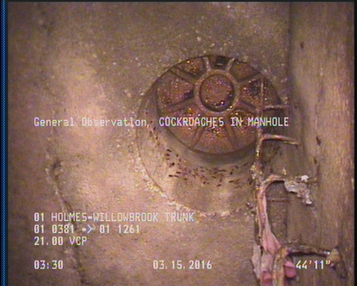 General Observation - COCKROACHES IN MANHOLE