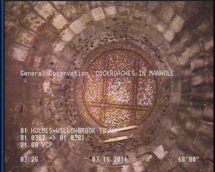 General Observation - COCKROACHES IN MANHOLE