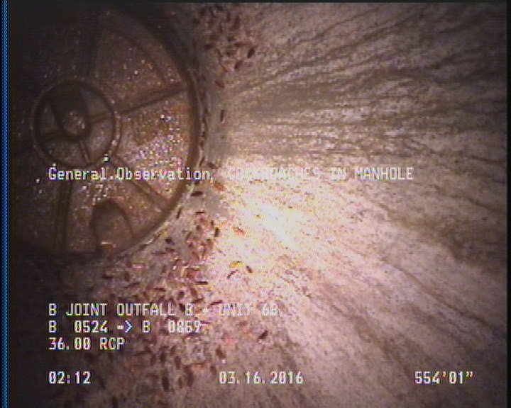 General Observation - COCKROACHES IN MANHOLE