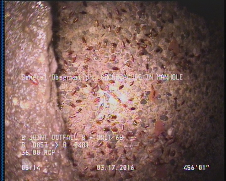 General Observation - COCKROACHES IN MANHOLE