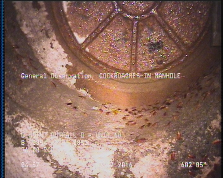 General Observation - COCKROACHES IN MANHOLE