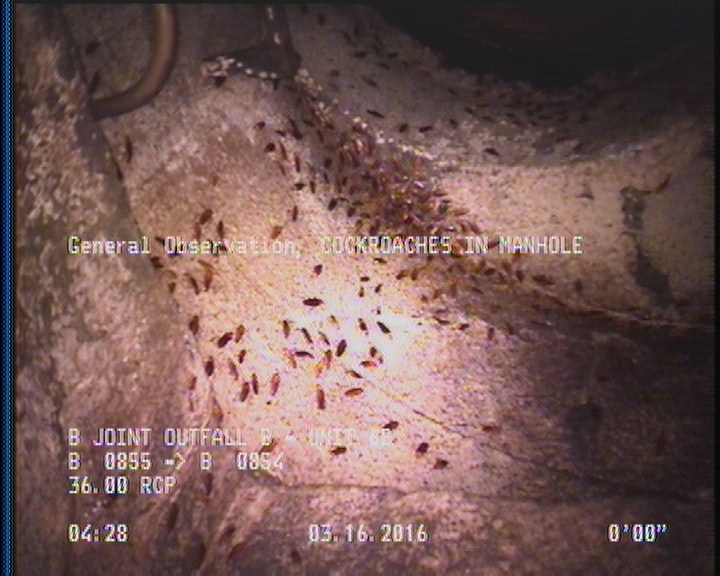 General Observation - COCKROACHES IN MANHOLE