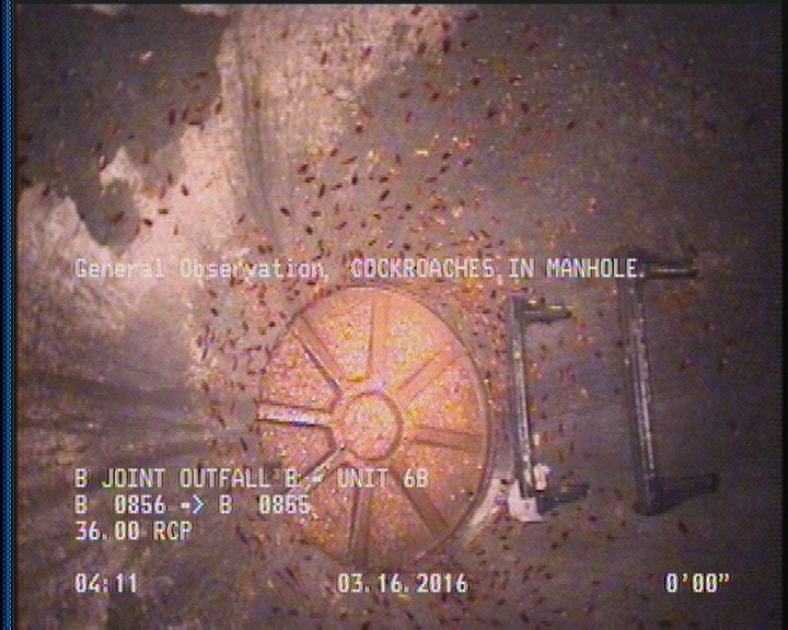 General Observation - COCKROACHES IN MANHOLE