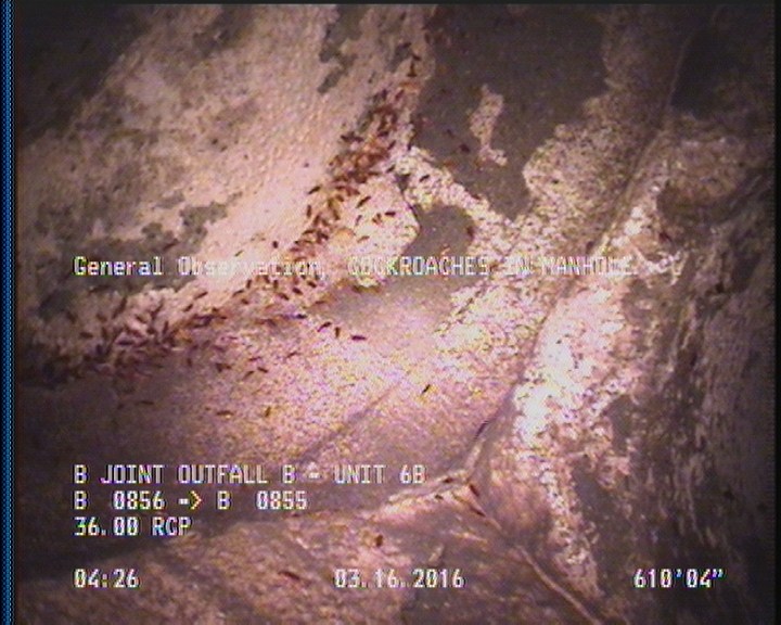 General Observation - COCKROACHES IN MANHOLE