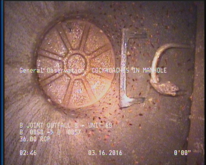 General Observation - COCKROACHES IN MANHOLE