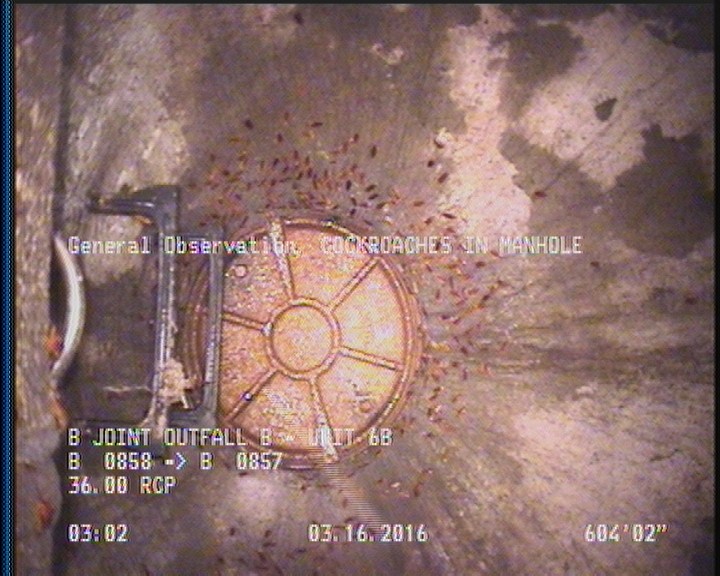 General Observation - COCKROACHES IN MANHOLE
