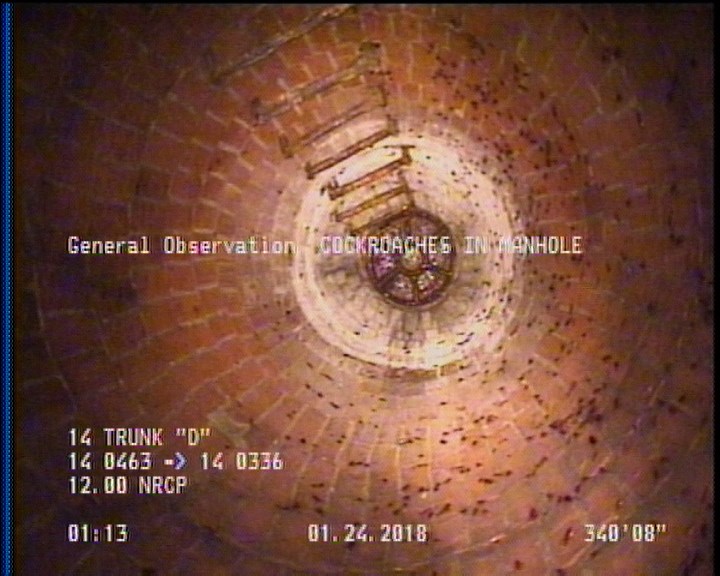 General Observation - COCKROACHES IN MANHOLE