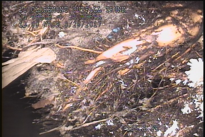 General Photograph - 80% ROOTS