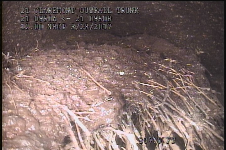 General Photograph - 80% ROOTS