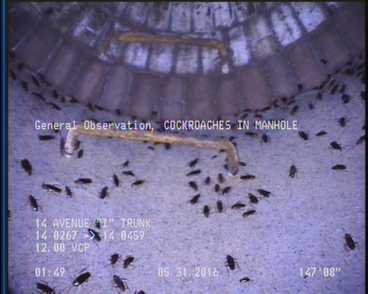 General Observation - COCKROACHES IN MANHOLE