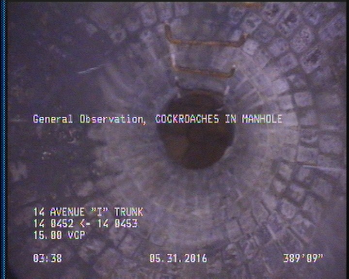 General Observation - COCKROACHES IN MANHOLE