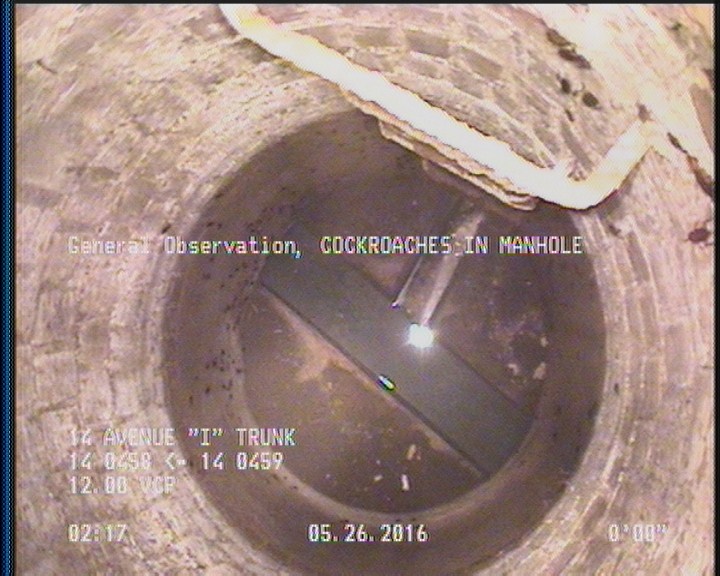 General Observation - COCKROACHES IN MANHOLE